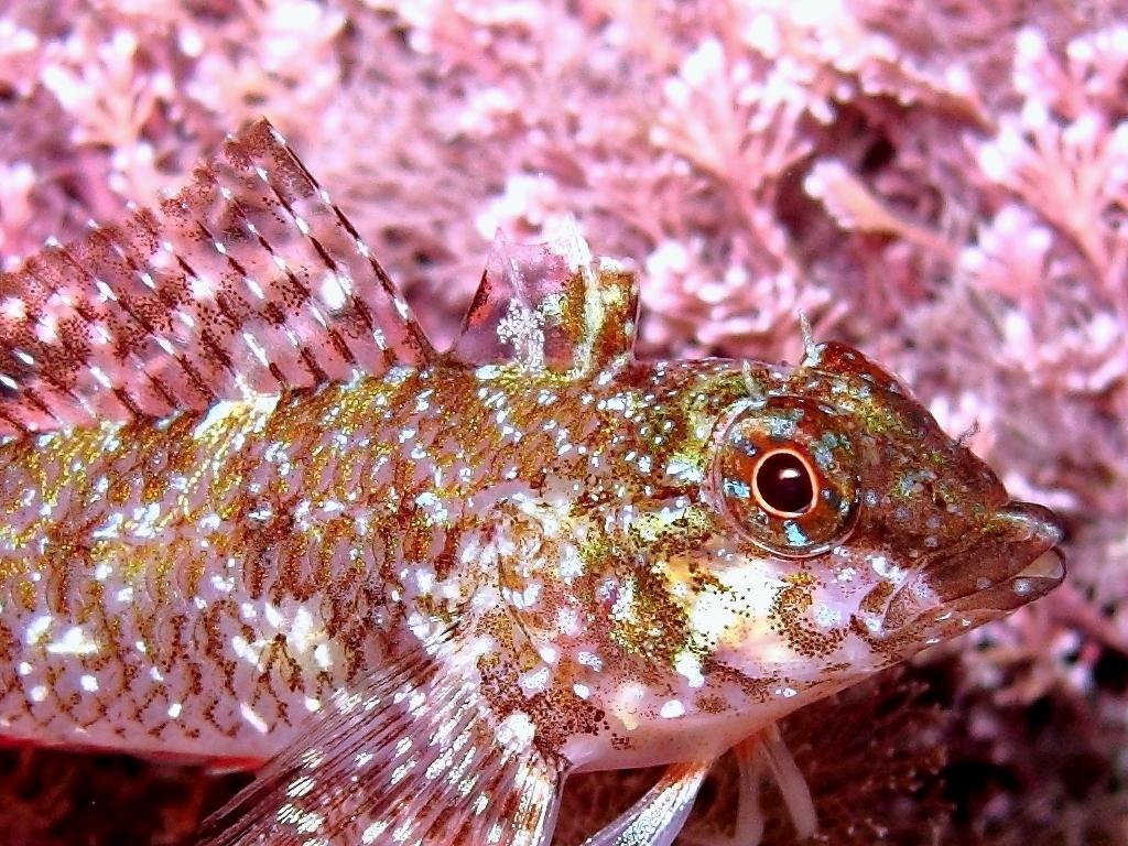 Tripterygion tartessicum(Carreras-C.,Pascual,Macpherson2007)